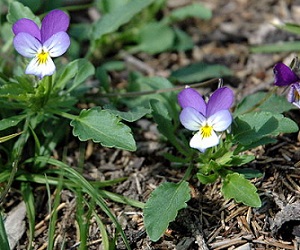 Viola tricolor, "pansy"