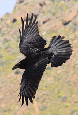 raven, Corvus corax