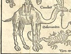 camel as illustrated in 1486