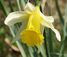 Wild Narcissus