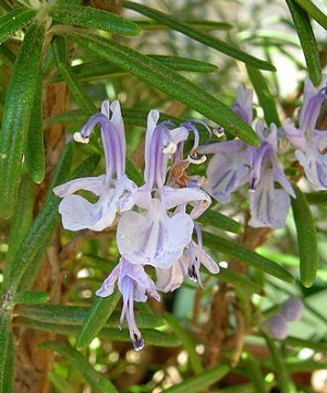 rosemary blooms