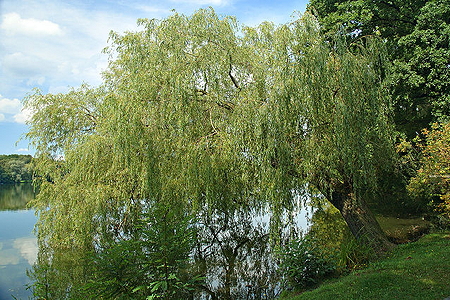 willow growing "askant" water