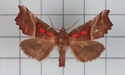 a herald moth