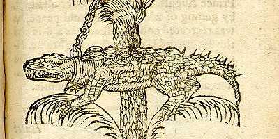 crocodile, 1591