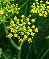 fennel blooms