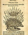 Porcupine paradin.jpg