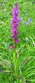 Early purple orchid.jpg