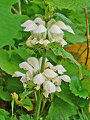 White dead nettle.jpg