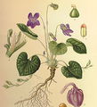 Viola odorata.jpg