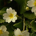 Primula vulgaris.jpg