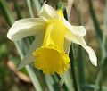 Narcissus pseudonarcissus.jpg