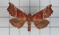 Scoliopteryx libatrix.jpg