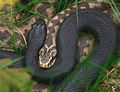 Vipera berus.jpg